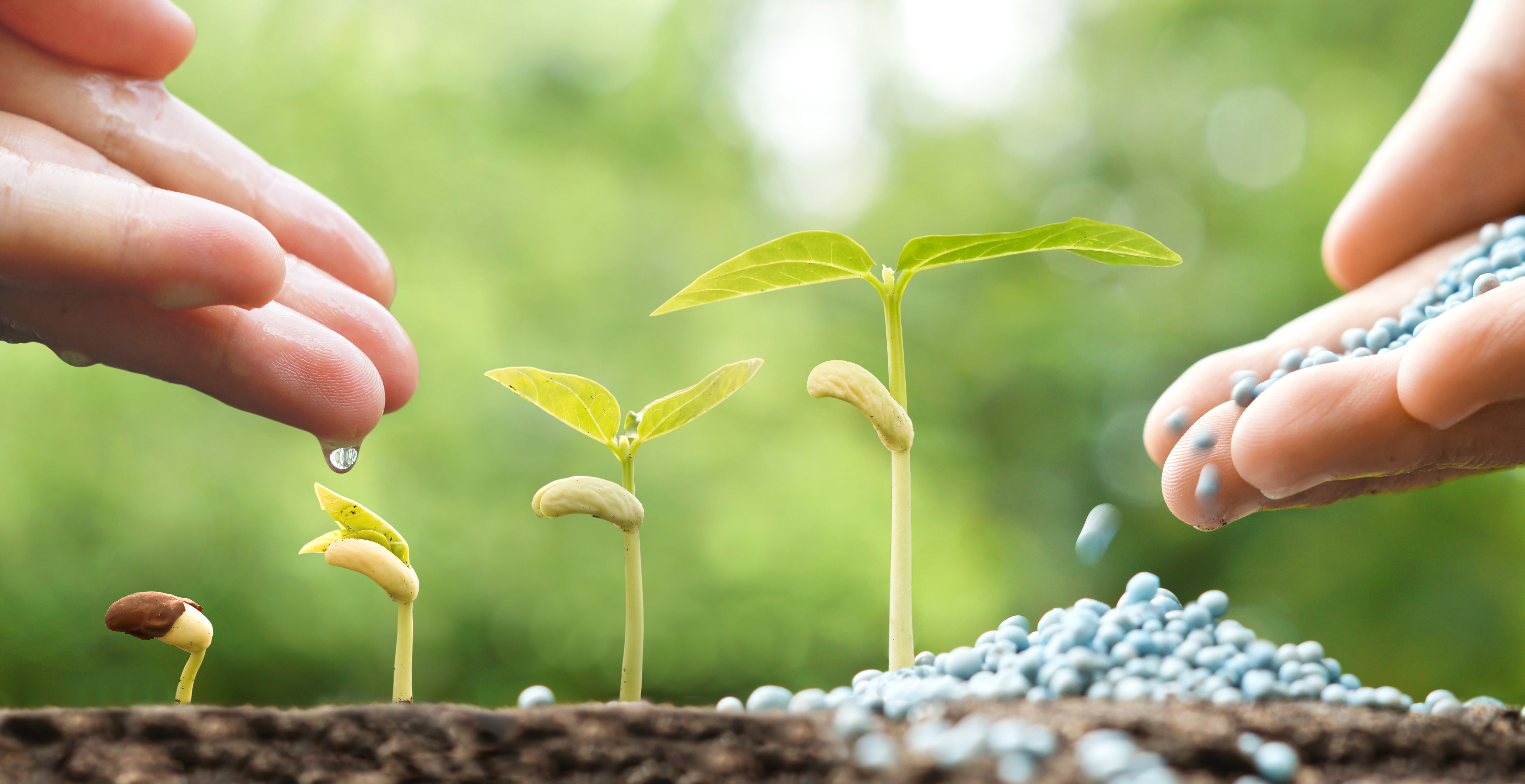 Hand nurturing young plants growing in germination sequence with Hand nurturing young plants growing in germination sequence with