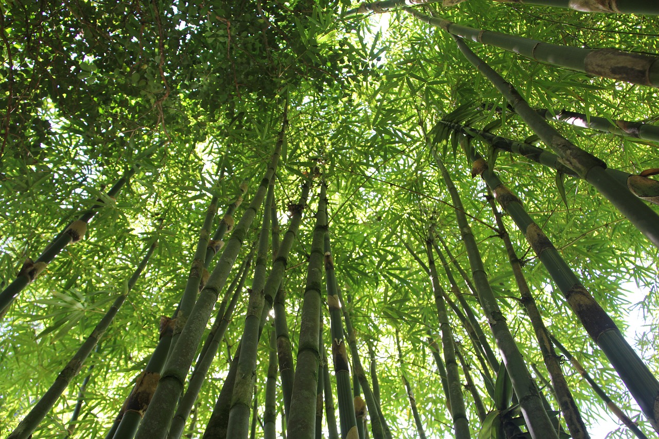 bamboo-eudr-forrest-peterson bamboo-eudr-forrest-peterson