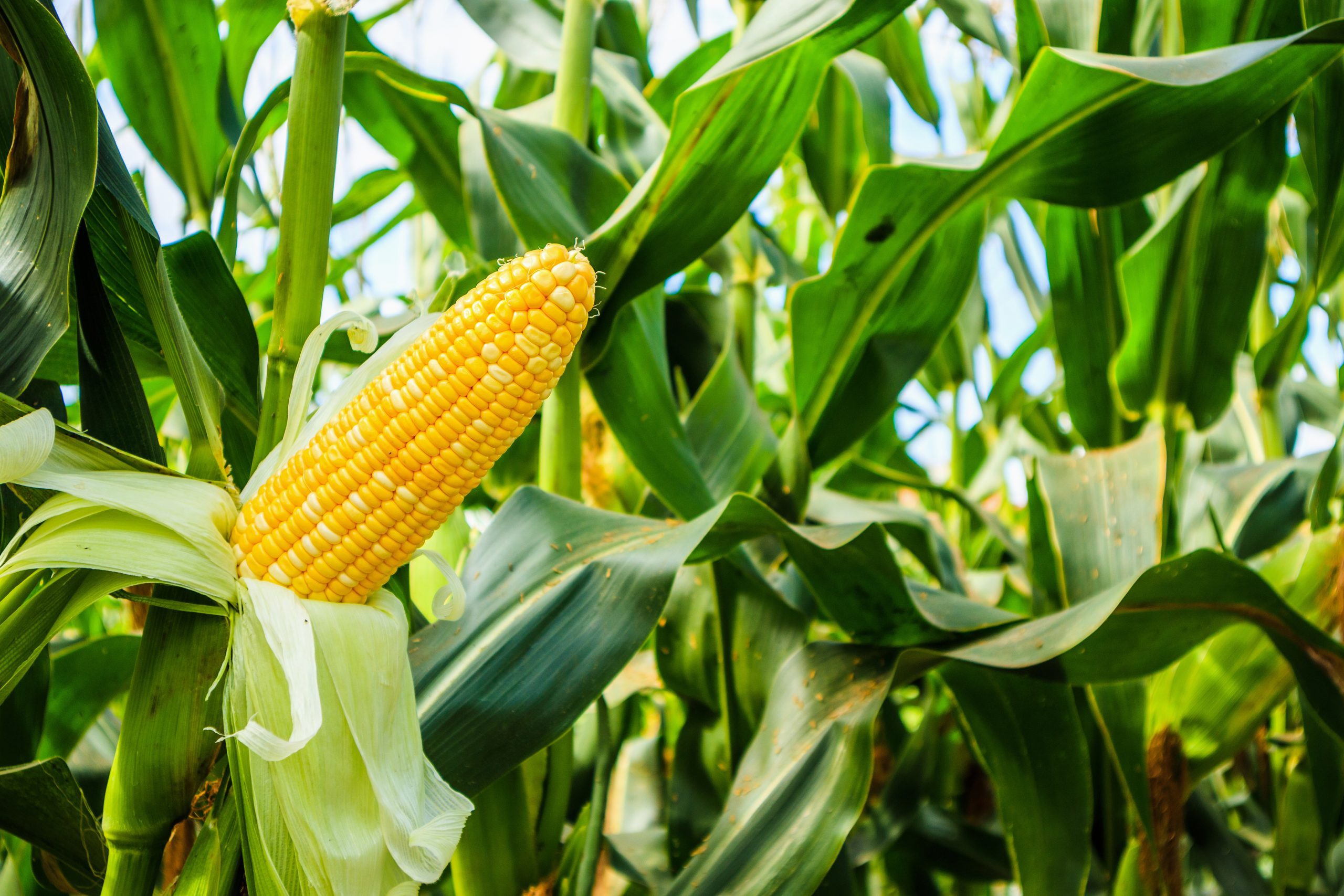 Corn cob with green leaves growth in agriculture field outdoor Corn cob with green leaves growth in agriculture field outdoor