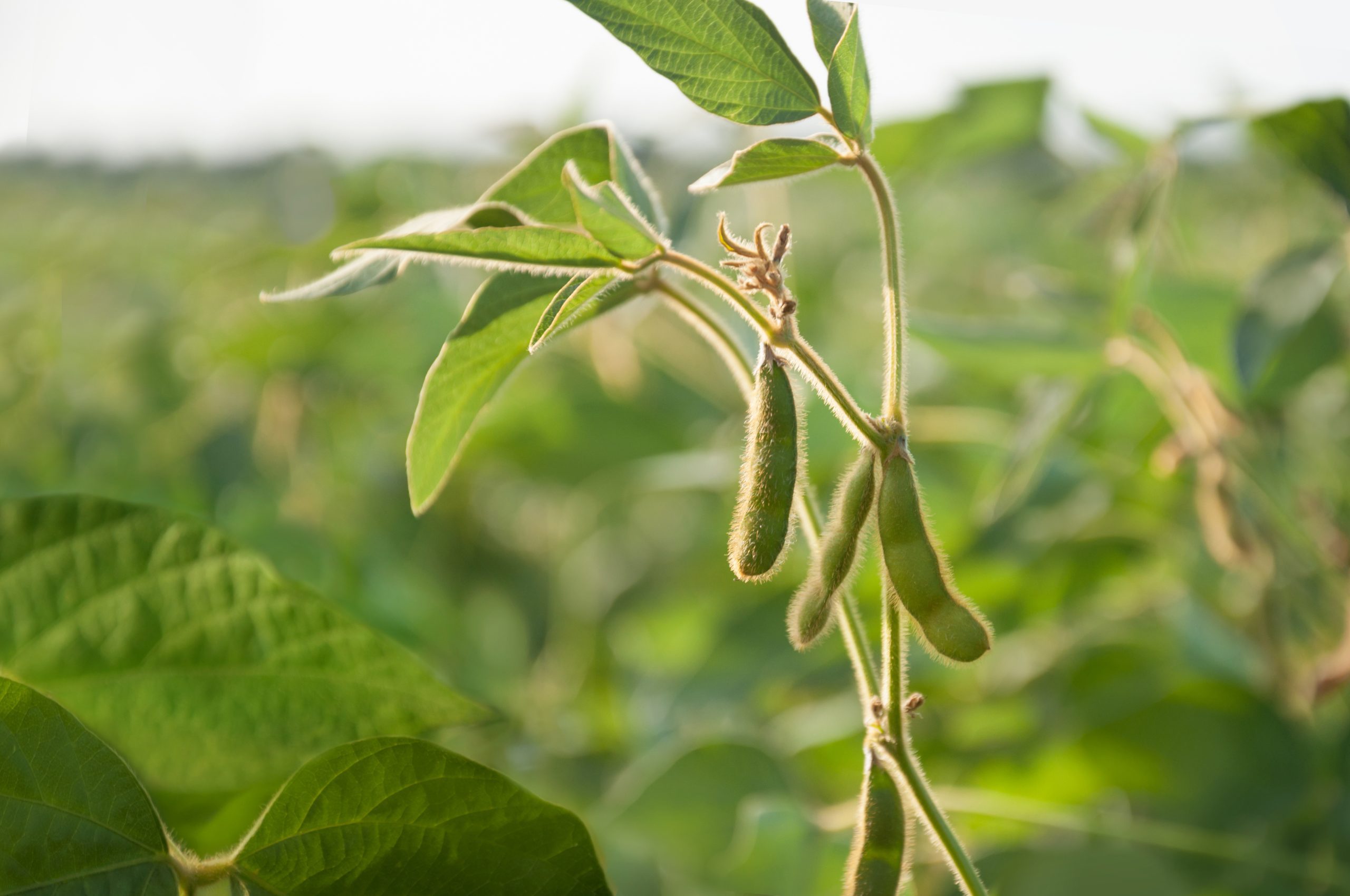Sustainable sourcing Sustainable sourcing
